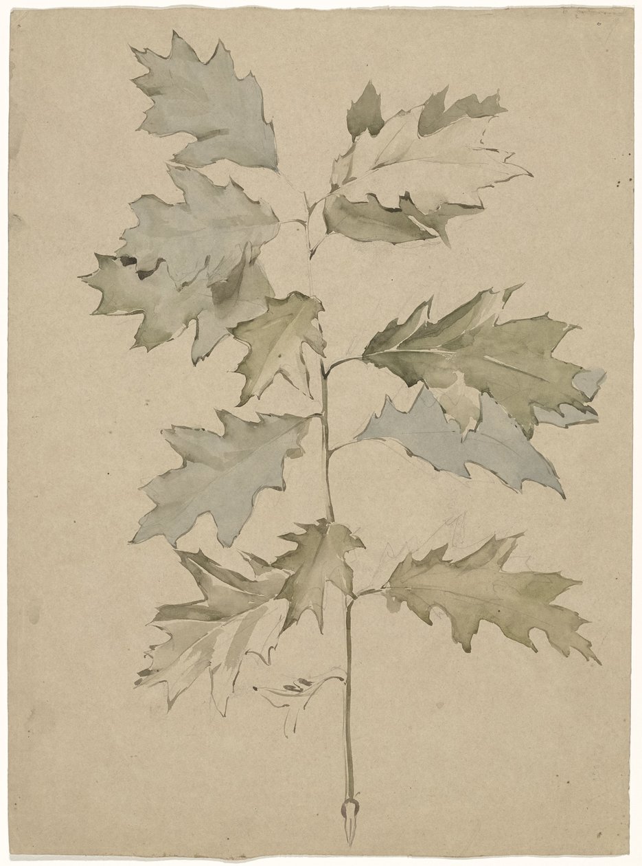 Oak Branch with Foliage by Antoon Derkinderen