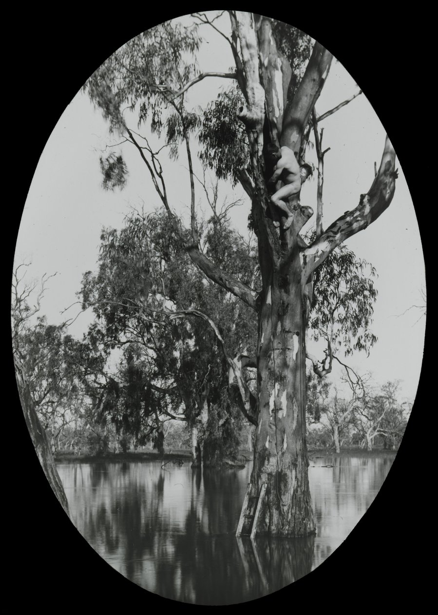 Taking a Wood Ducks Nest by Archibald James Campbell