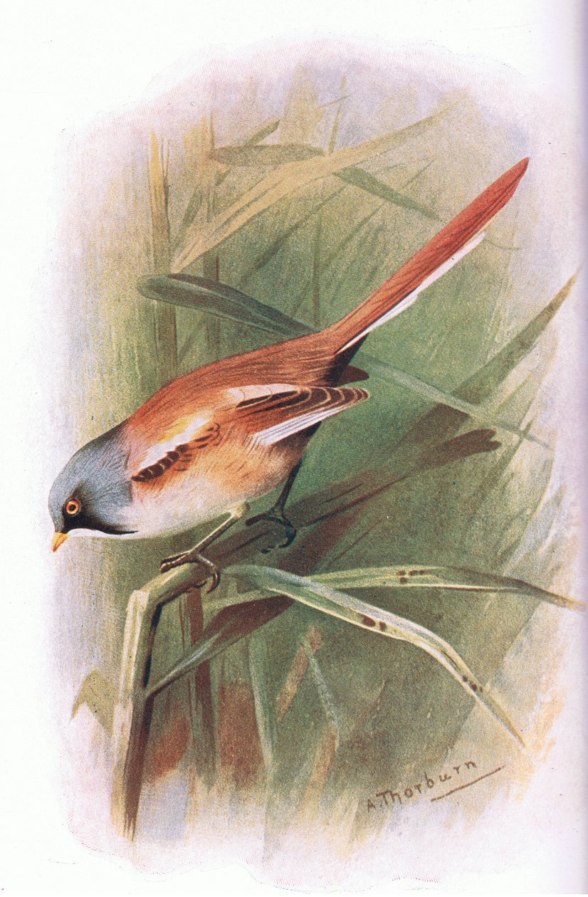 Bearded Titmouse by Archibald Thorburn