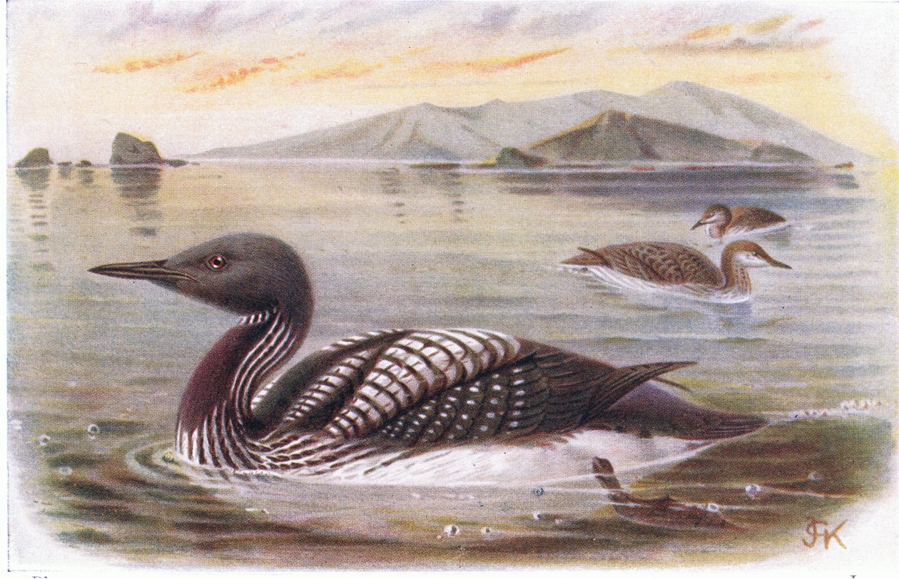 Black Throated Diver by Archibald Thorburn