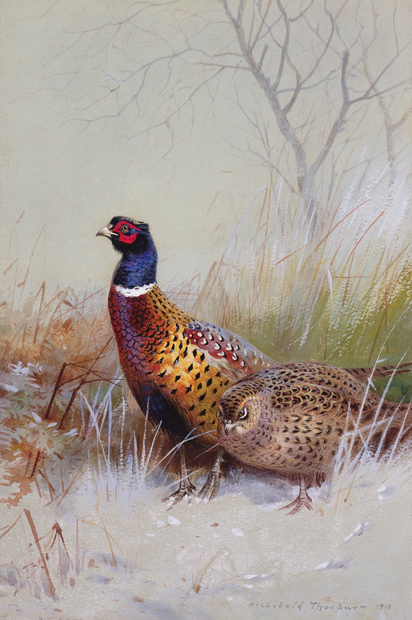 Chinese Ring-necked Pheasants in the Snow by Archibald Thorburn