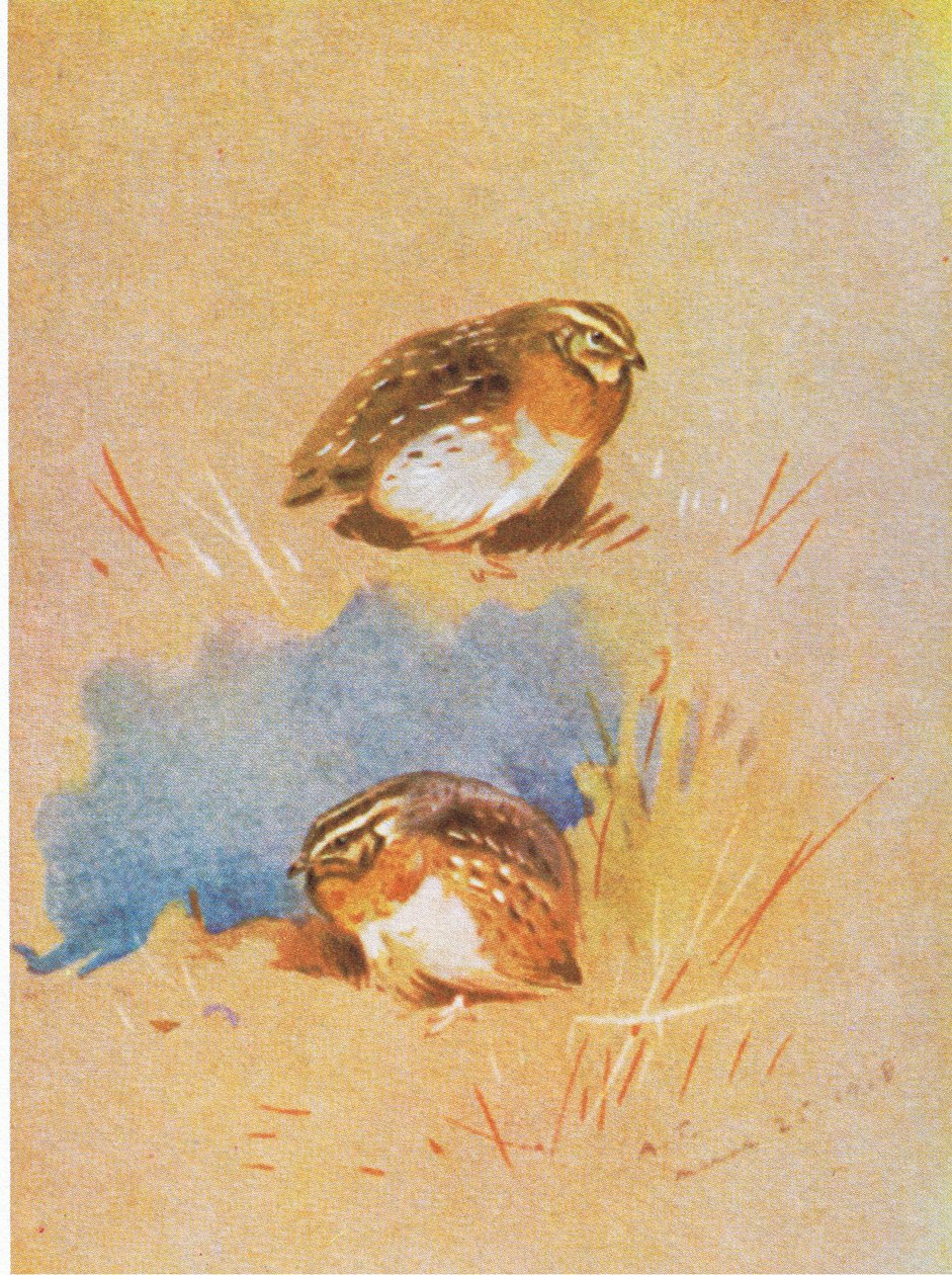 Common Partridge Studies by Archibald Thorburn