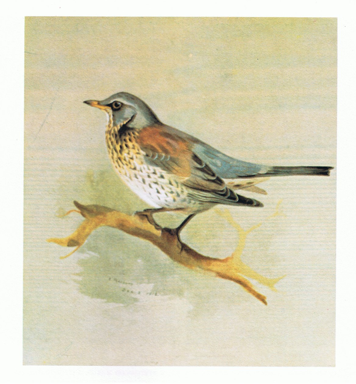 Fieldfare, pub. by Book Club Associates, 1972 by Archibald Thorburn