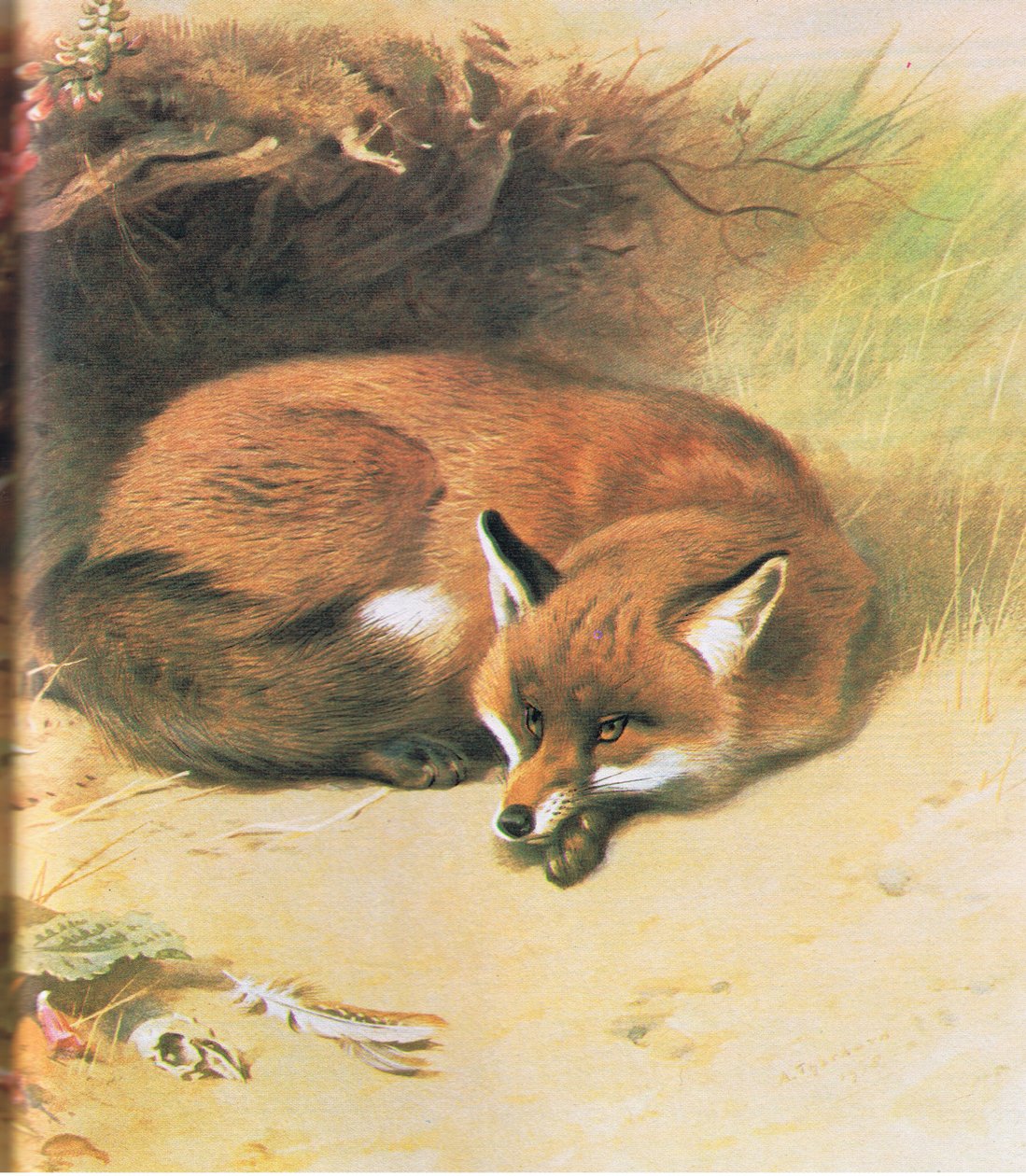 Fox, pub. by Book Club Associates, 1972 by Archibald Thorburn