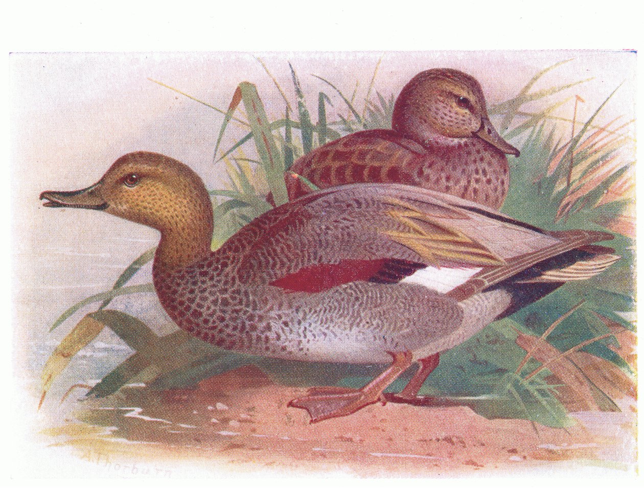 Gadwall by Archibald Thorburn