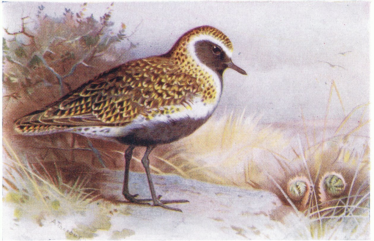Golden Plover, from Birds of the British Isles and Their Eggs published by Frederick Warne & Co Ltd, 1958 by Archibald Thorburn
