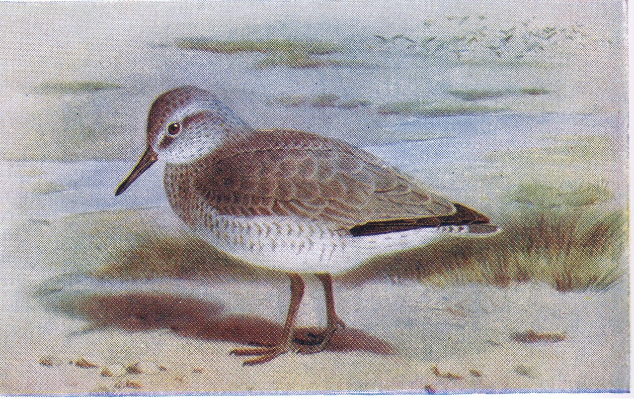 Knot, from Birds of the British Isles and Their Eggs published by Frederick Warne & Co Ltd, 1958 by Archibald Thorburn