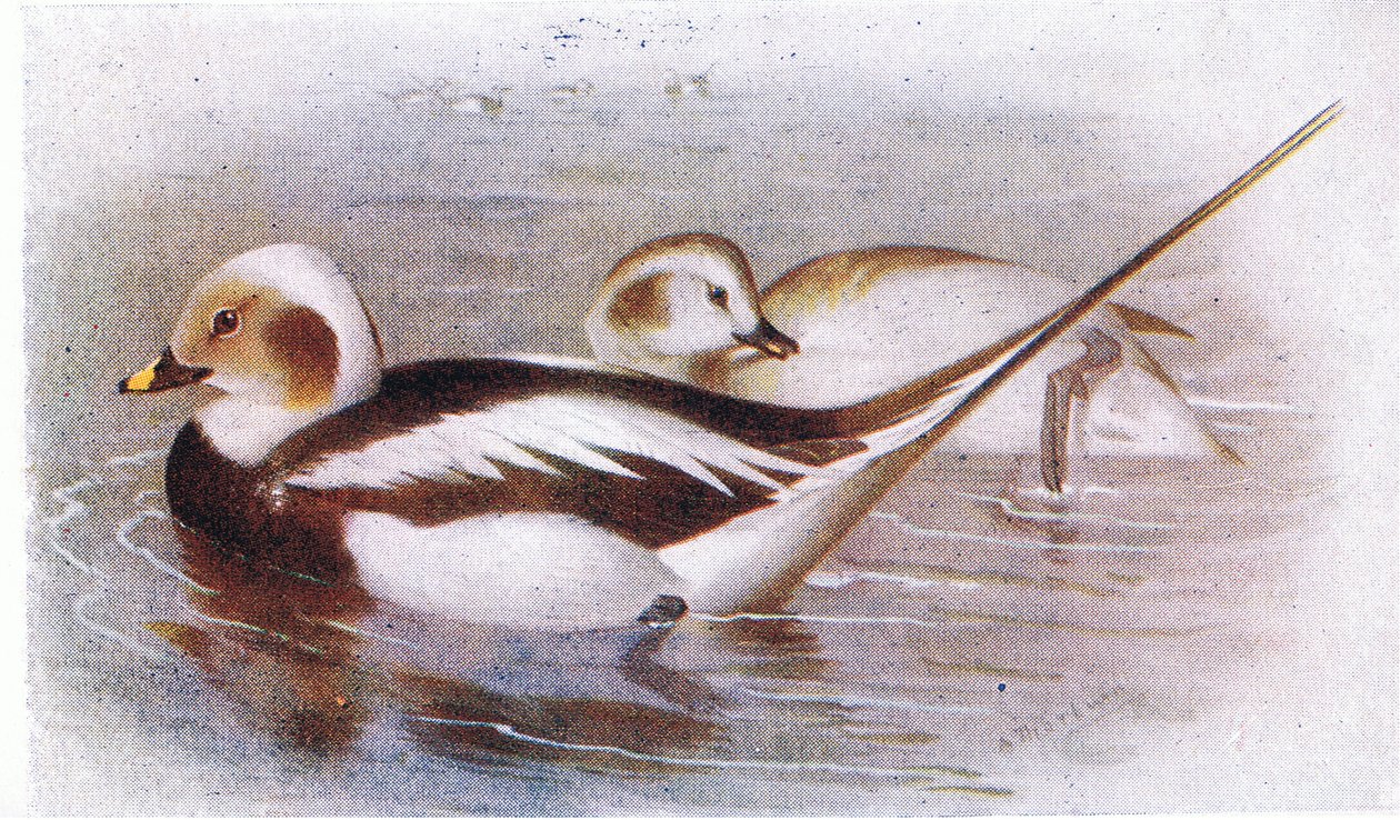 Long Tailed Duck by Archibald Thorburn