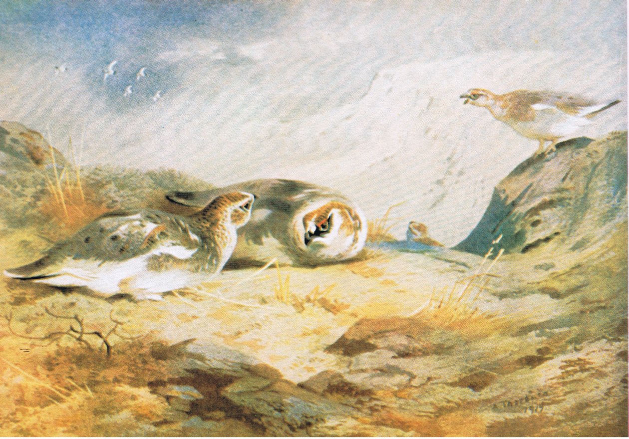 Ptarmigan, pub. by Book Club Associates, 1972 by Archibald Thorburn