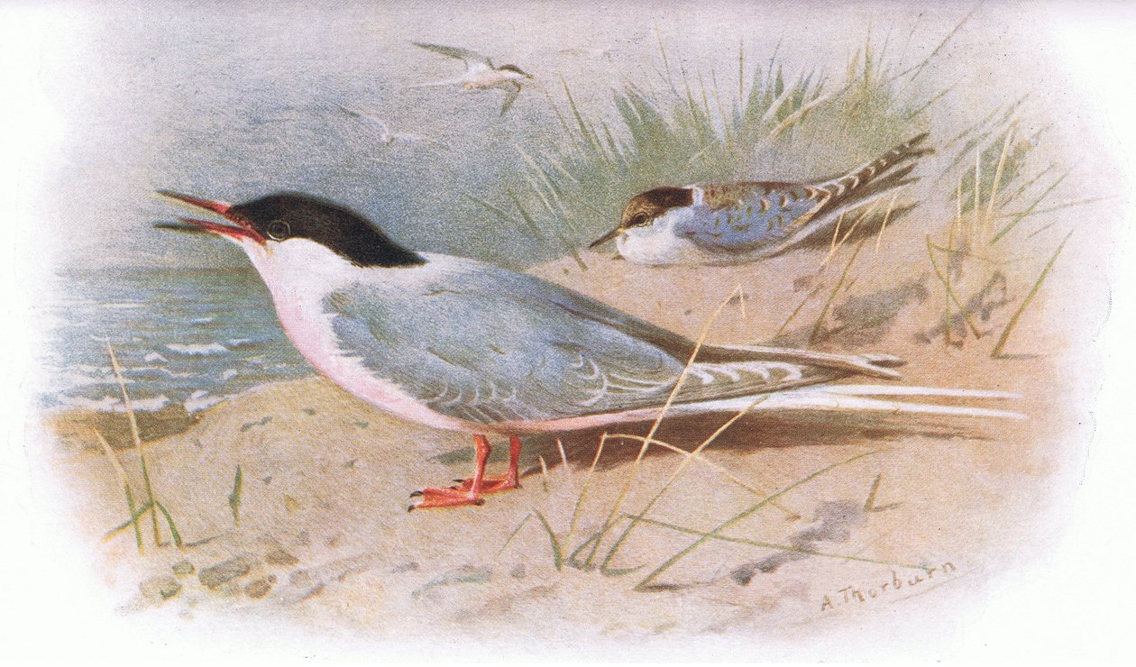 Roseate Tern by Archibald Thorburn