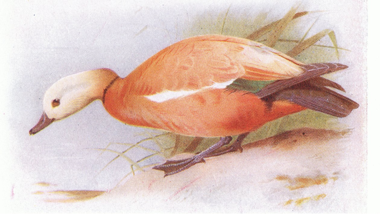 Ruddy Sheld Duck by Archibald Thorburn