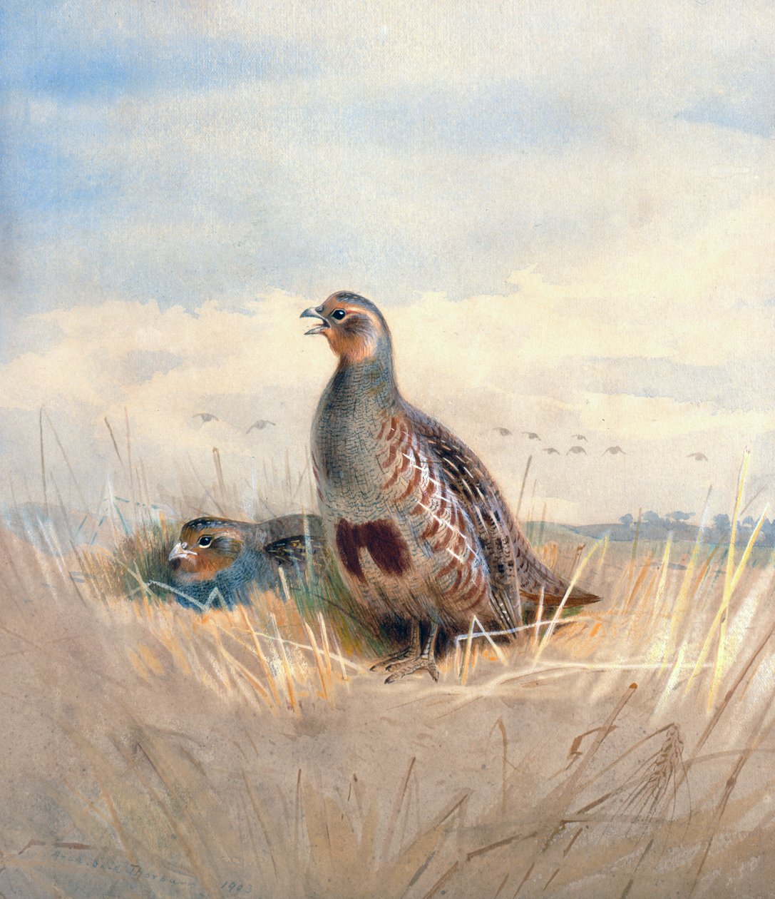 Two English Partridges by Archibald Thorburn