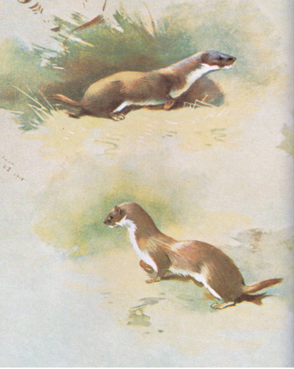 Weasel by Archibald Thorburn