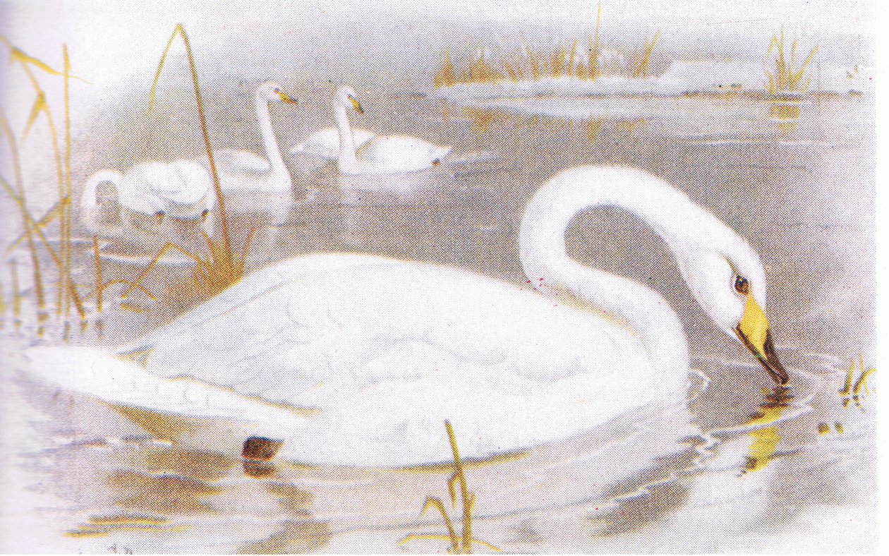 Whooper Swan by Archibald Thorburn