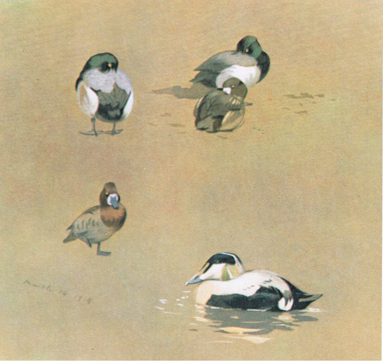 Wigeon, Scaup and Eider Duck by Archibald Thorburn