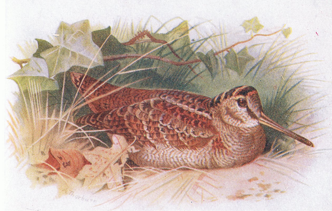 Woodcock, from Birds of the British Isles and Their Eggs published by Frederick Warne & Co Ltd, 1958 by Archibald Thorburn