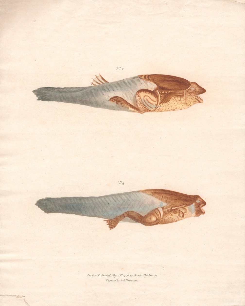 No. 3 and 4 in the 8 stages of growth of the Surinam Frog by Archibald Robertson