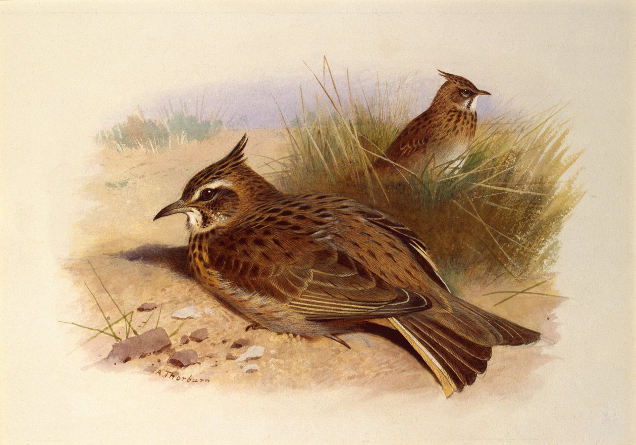 A Crested Lark, British Birds by Archibald Thorburn
