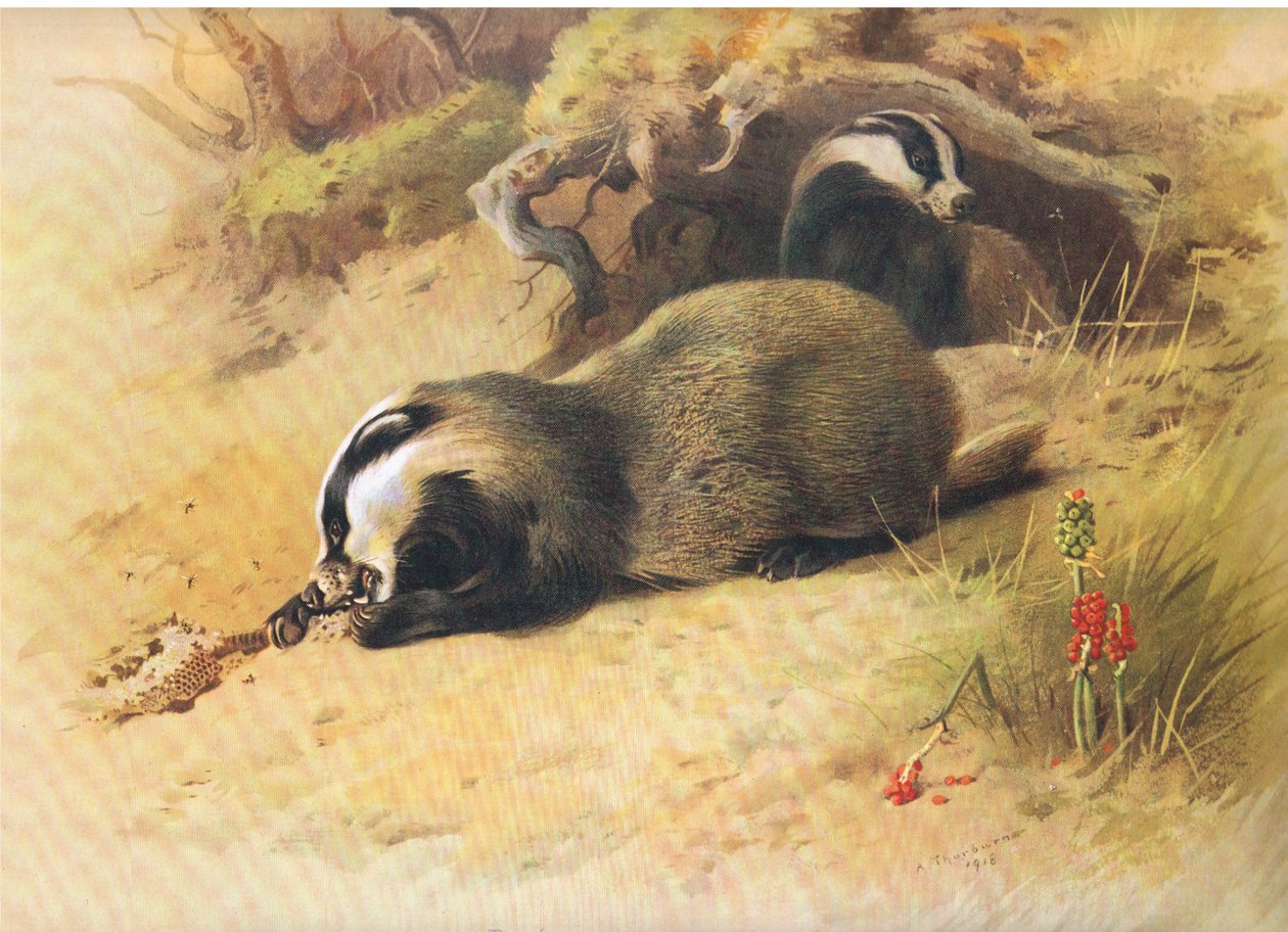 Badgers, from Thorburn's Mammals by Archibald Thorburn