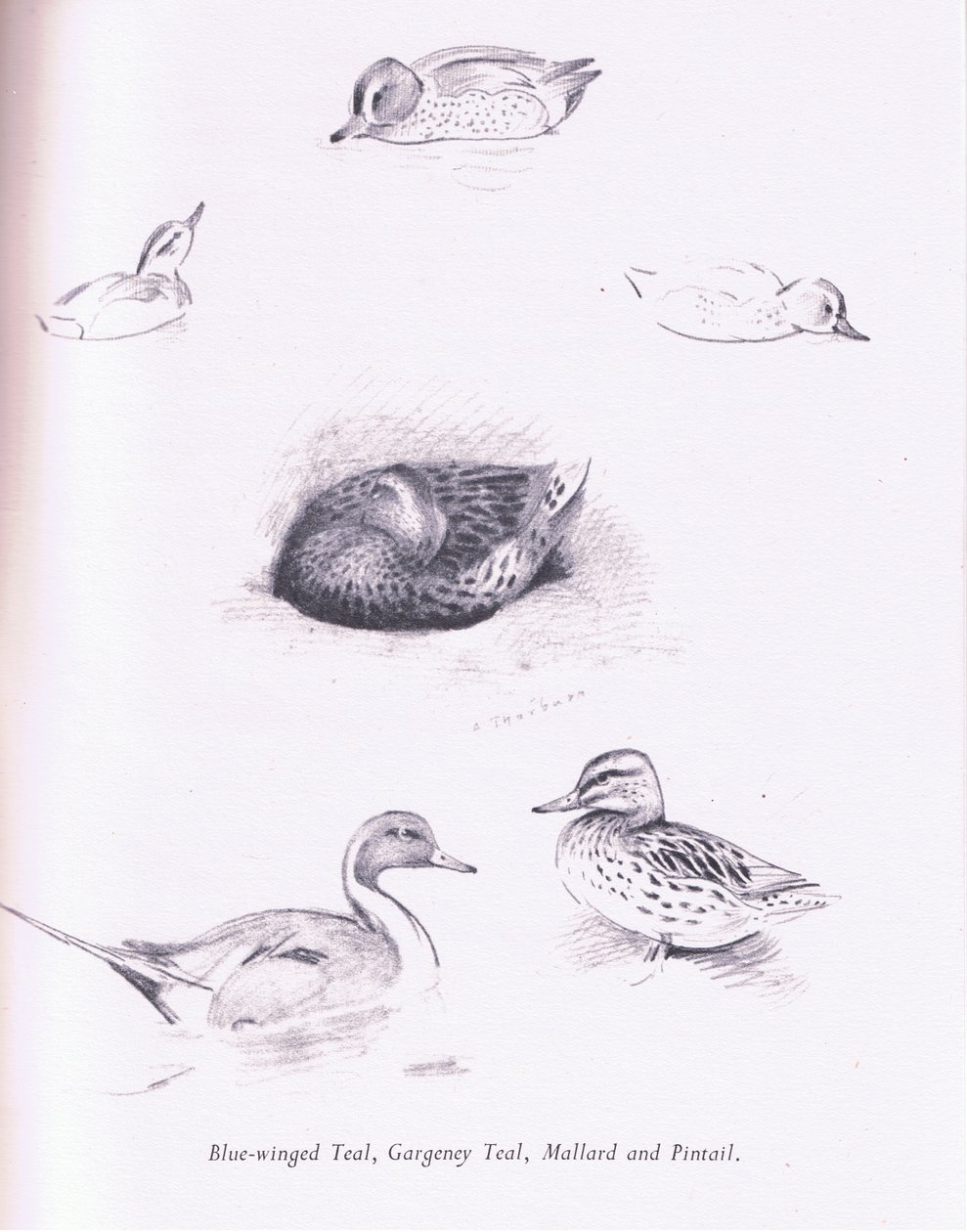 Blue Winged Teal, Garganey, Teal, Mallard and Pintail by Archibald Thorburn