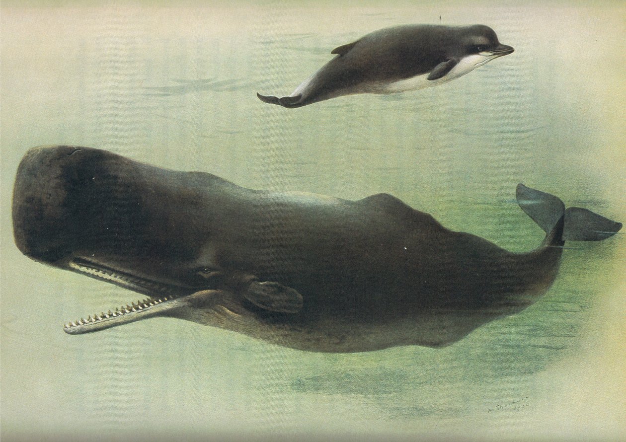 Bottle Nosed Whale and Sperm Whale, from Thorburn