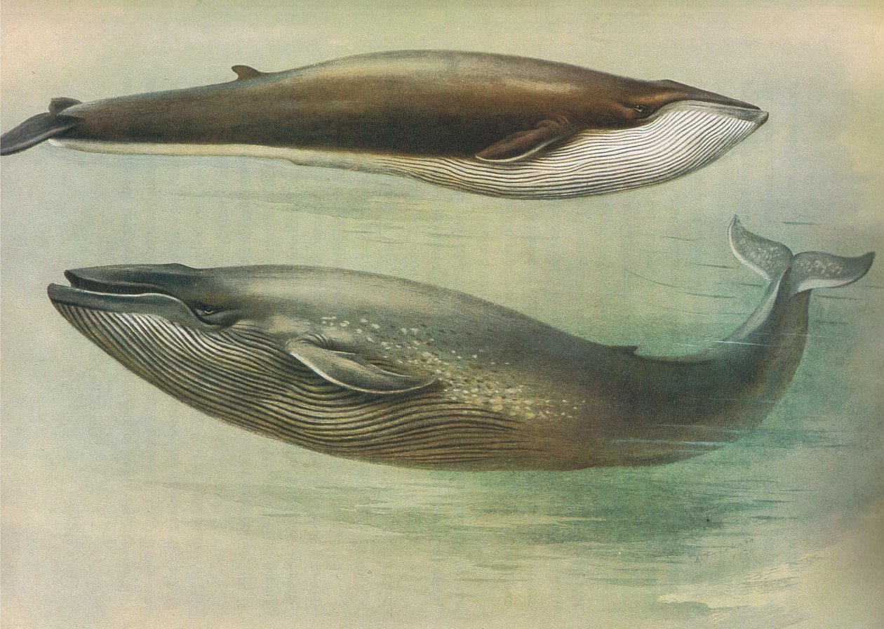 Common Rorqual, Sibbald's Rorqual or Blue Whale, from Thorburn's Mammals