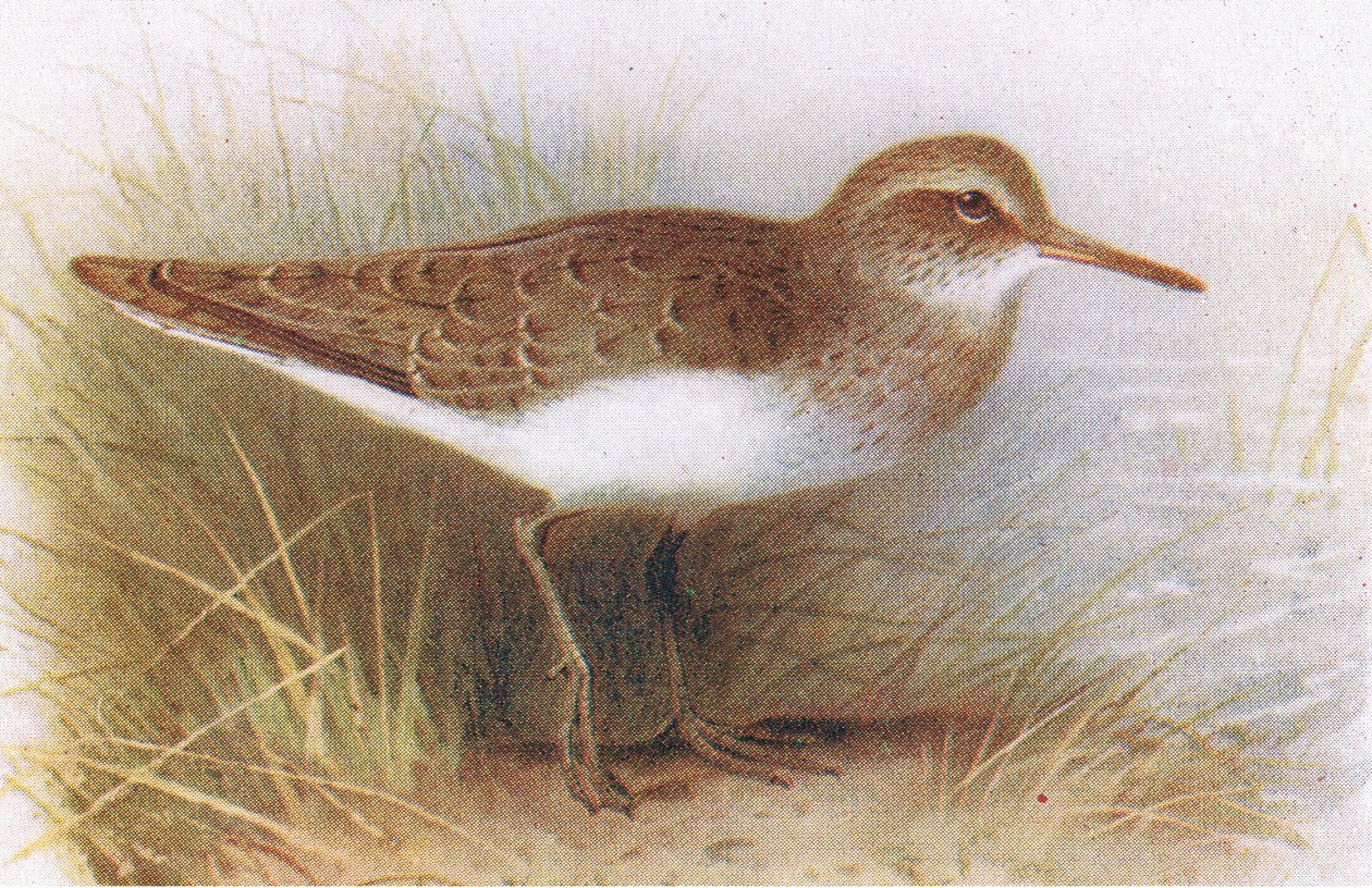 Common Sandpiper, from Birds of the British Isles and Their Eggs by Archibald Thorburn