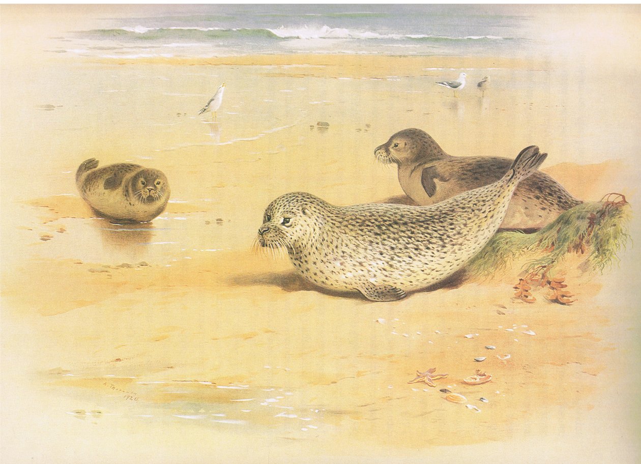 Common Seal, from Thorburn