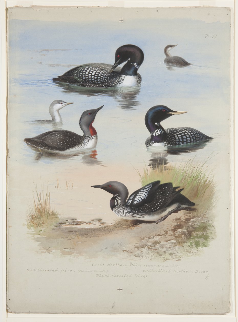 Divers, c.1915 by Archibald Thorburn
