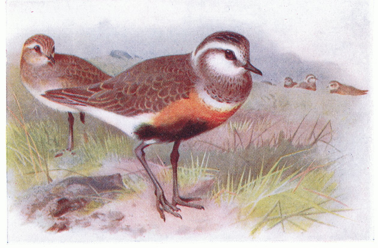 Dotterell, from Birds of the British Isles and Their Eggs by Archibald Thorburn