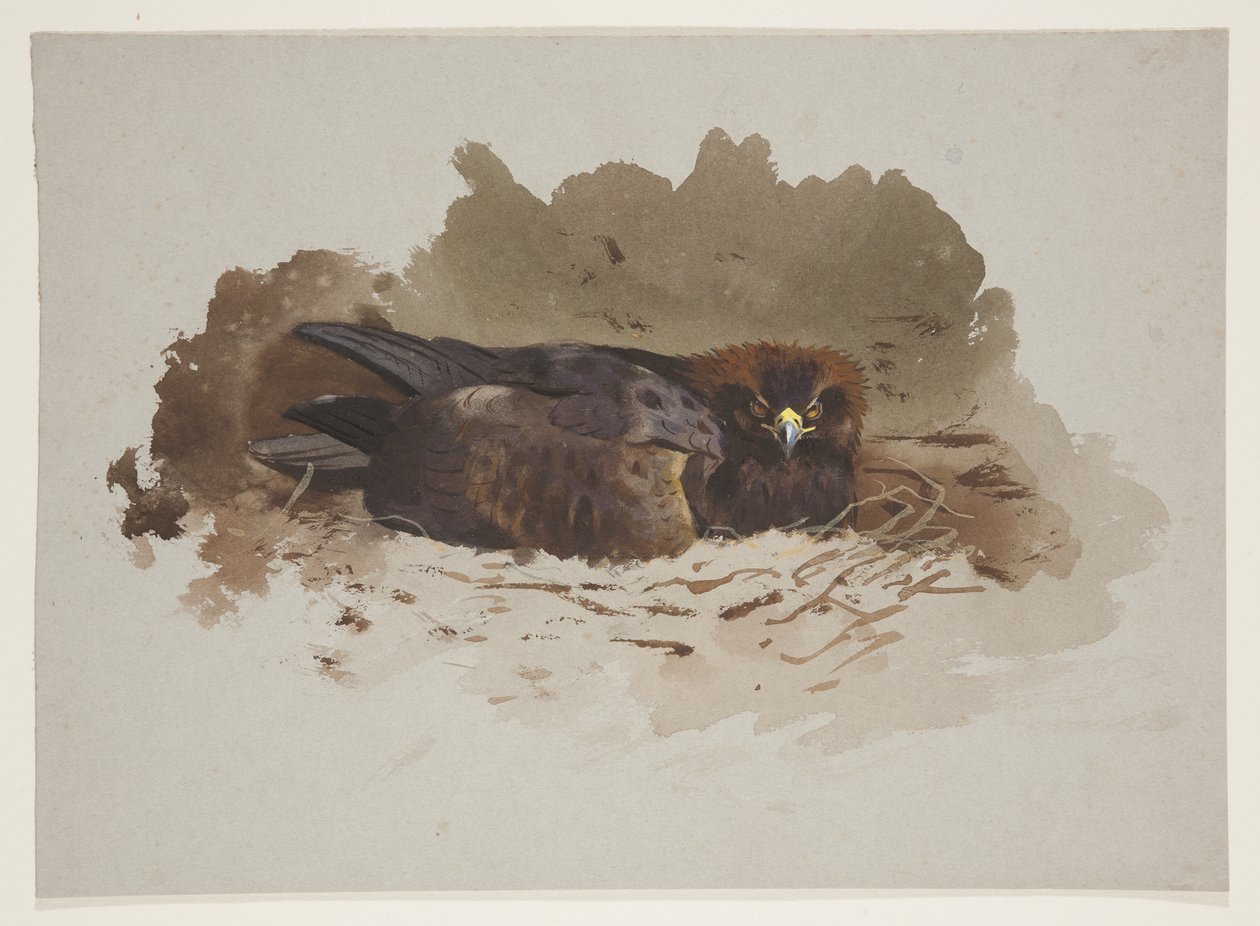 Eagle on nest, c.1915 by Archibald Thorburn
