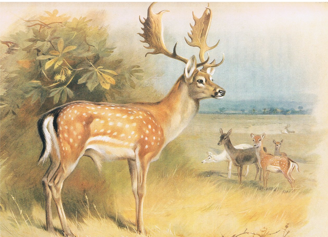 Fallow Deer, from Thorburn