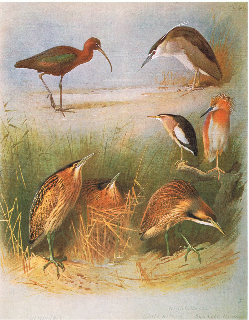 Glossy Ibis, Common Bittern, Night Heron, Little Bittern, Squacco Heron, American Bittern, pub. by Book Club Associates, 1972 by Archibald Thorburn