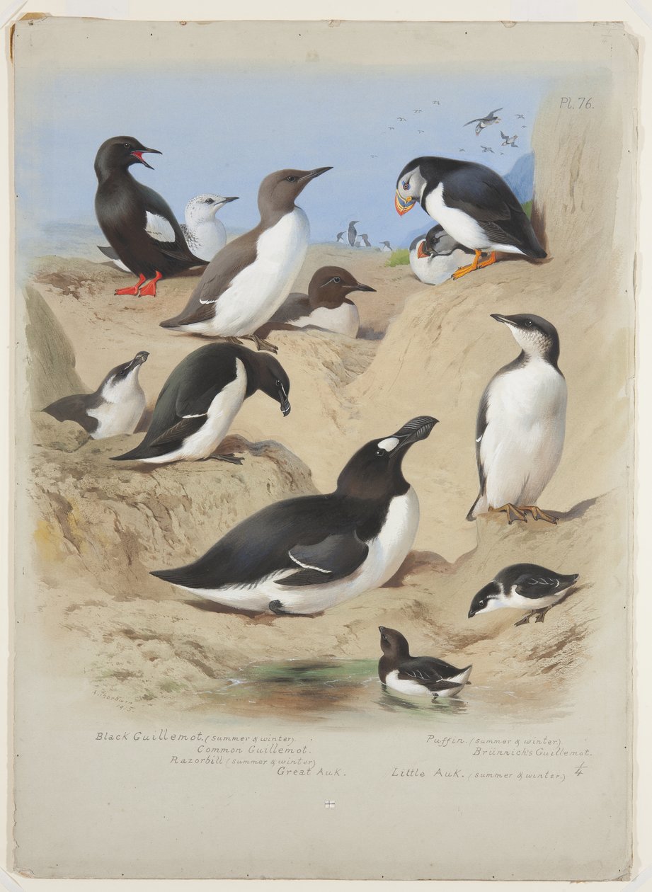 Guillemots, razorbill, puffin and auks, c.1915 by Archibald Thorburn
