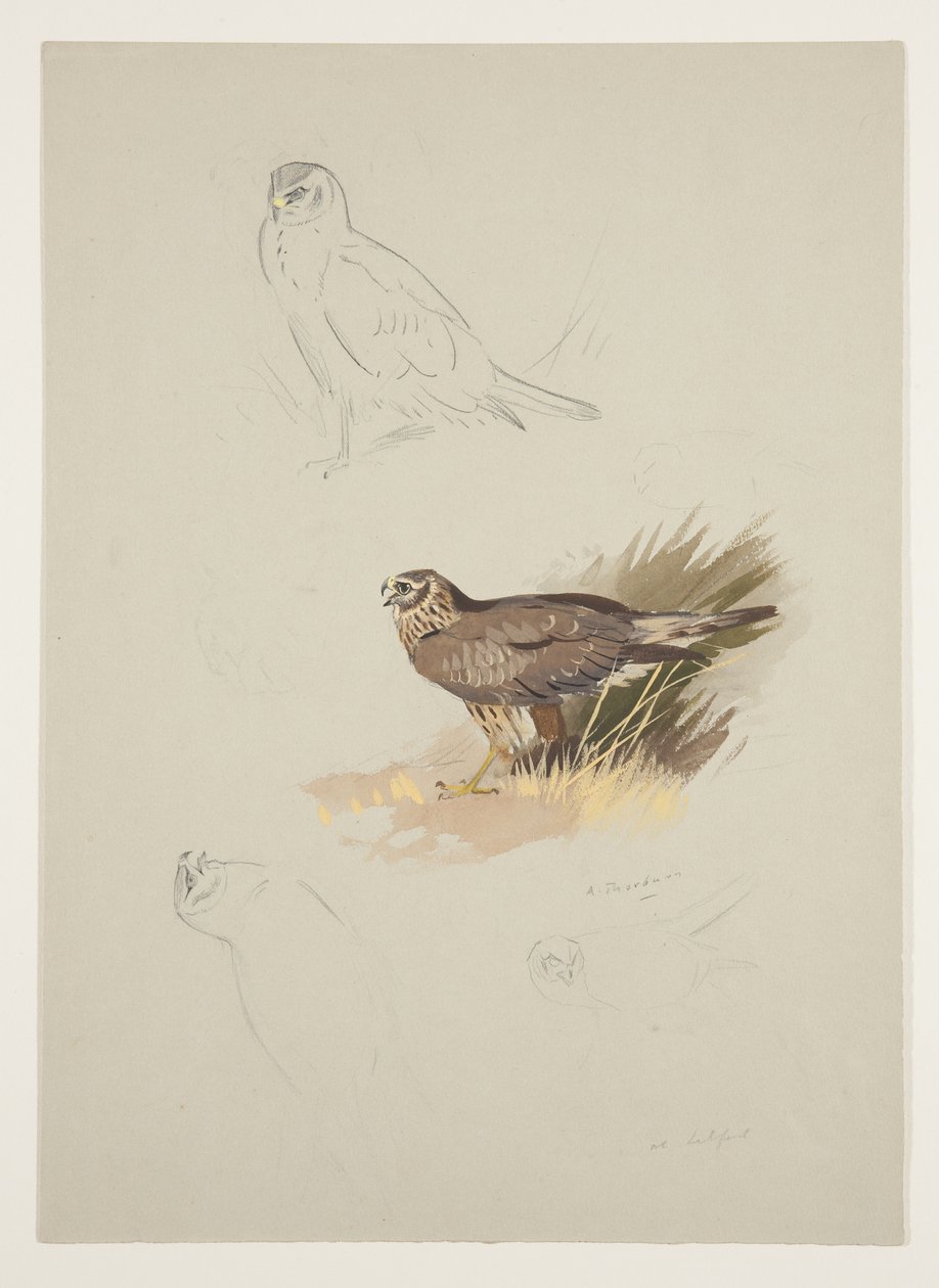 Harrier, c.1915 by Archibald Thorburn