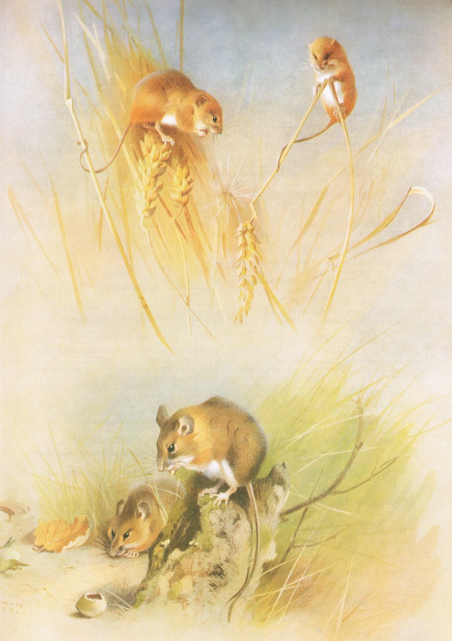 Harvest Mouse and Wood Mouse, from Thorburn