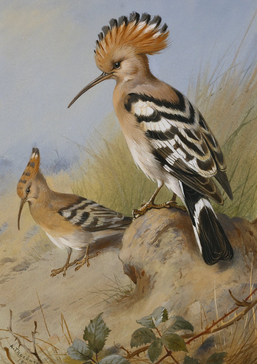 Hoopoes by Archibald Thorburn