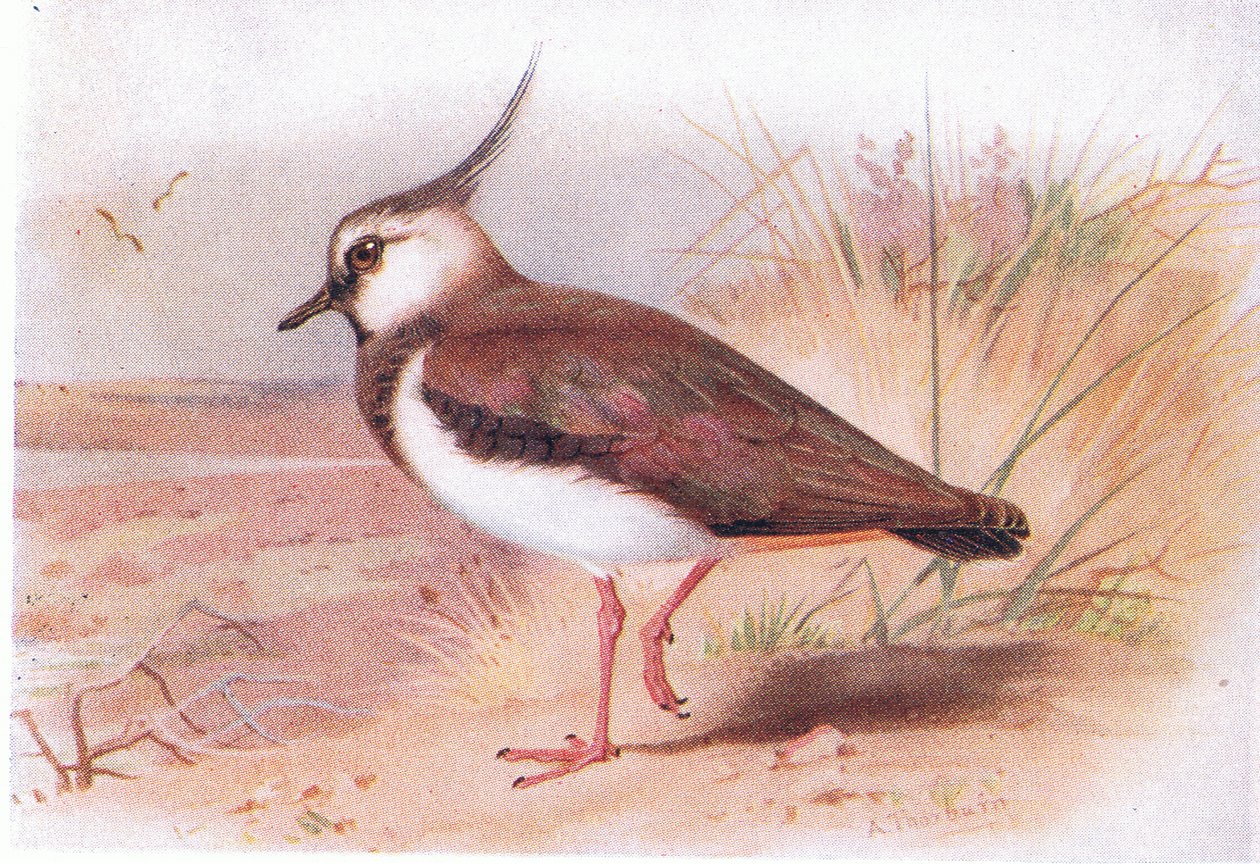 Lapwing, from Birds of the British Isles and Their Eggs by Archibald Thorburn