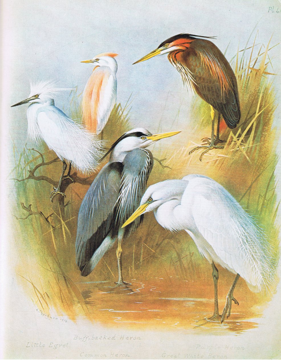 Little Egret, Buff Backed Heron, Common Heron, Purple Heron, Great White Heron by Archibald Thorburn