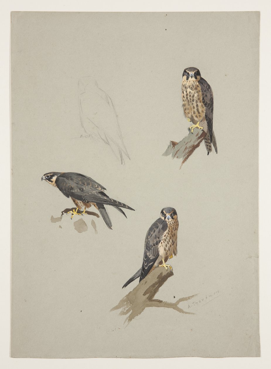 Merlin male, c.1915 by Archibald Thorburn