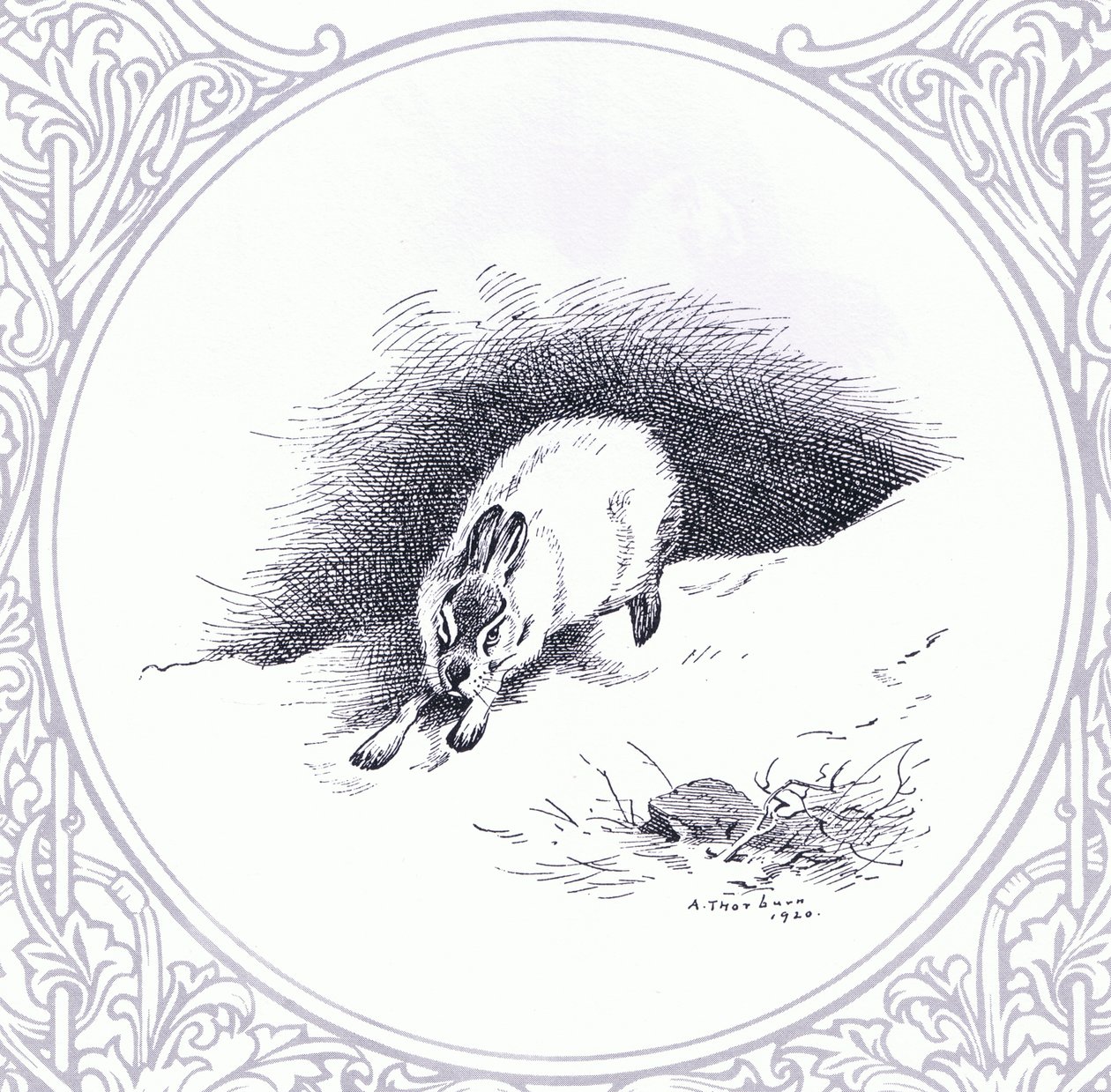 Mountain Hare, pub. by Book Club Associates by Archibald Thorburn