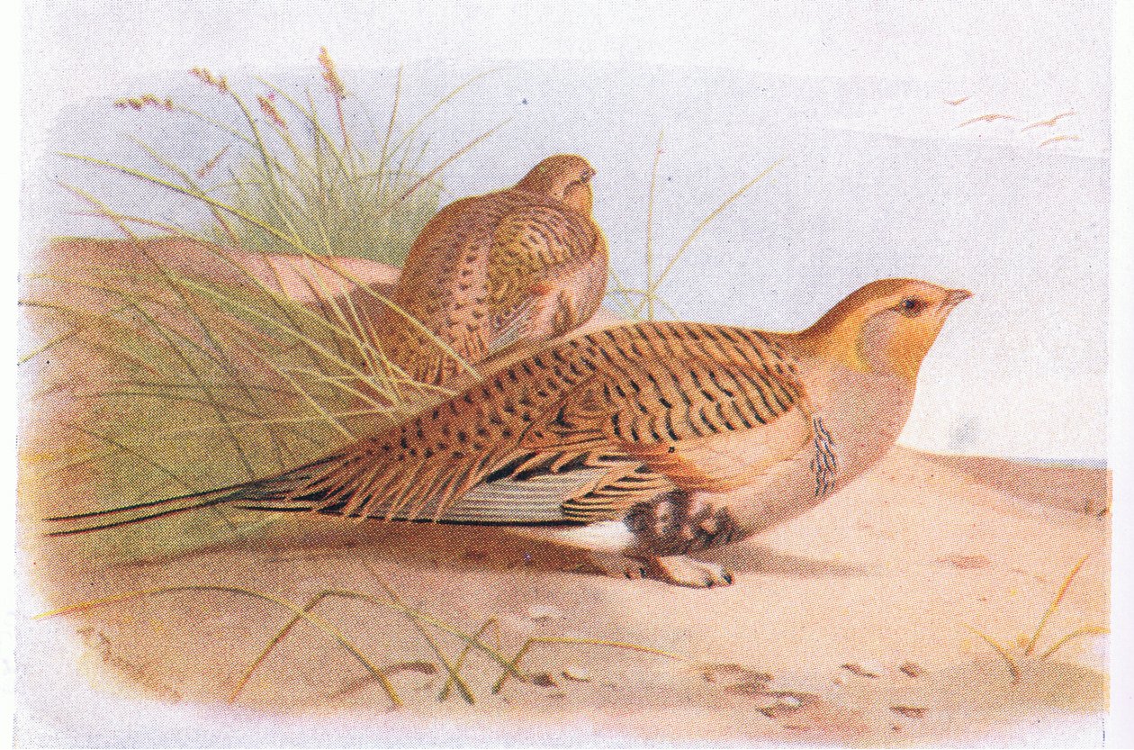 Pallass Sand Grouse, from Birds of the British Isles and Their Eggs by Archibald Thorburn