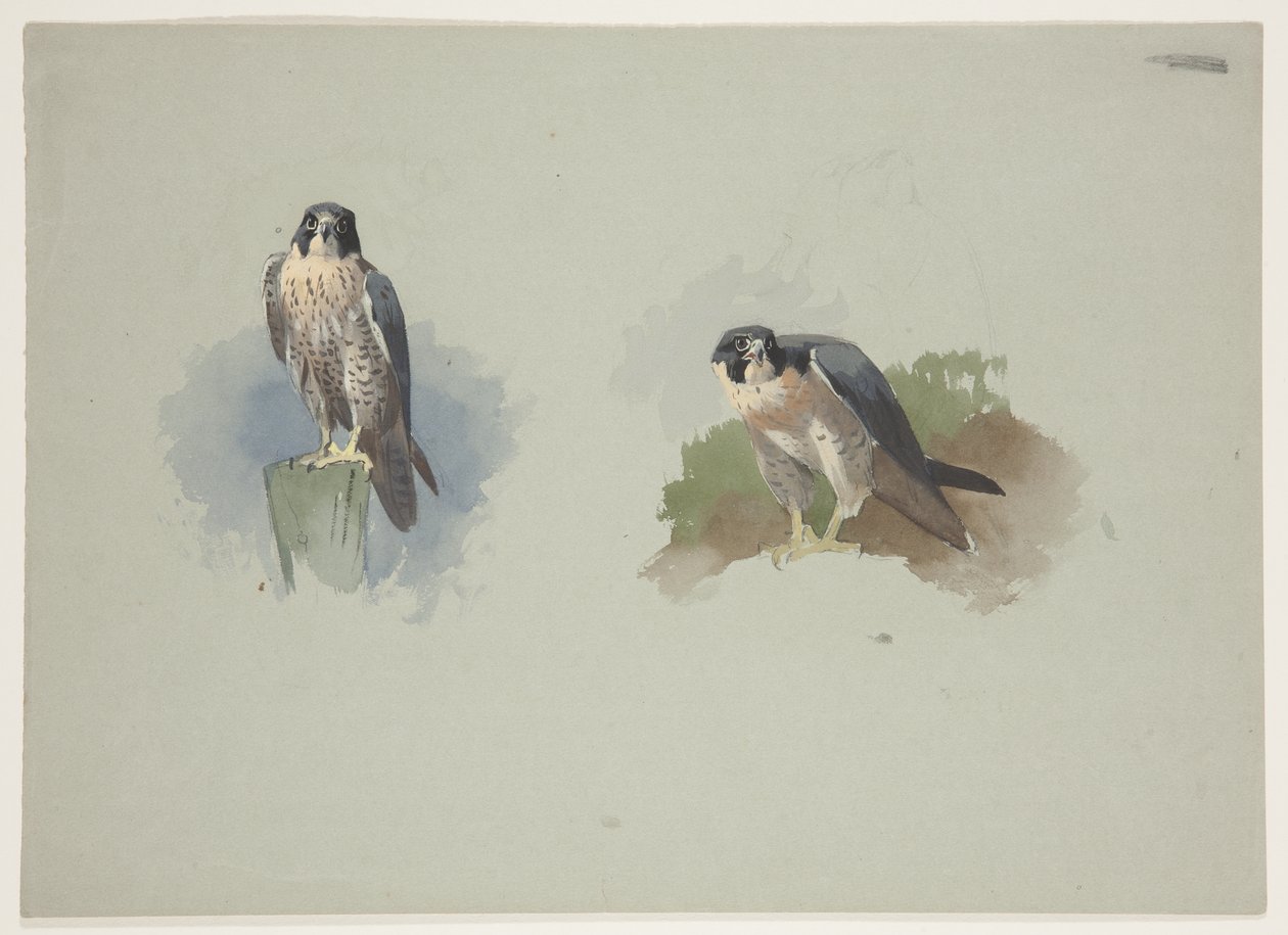 Peregrine falcon male, c.1915 by Archibald Thorburn