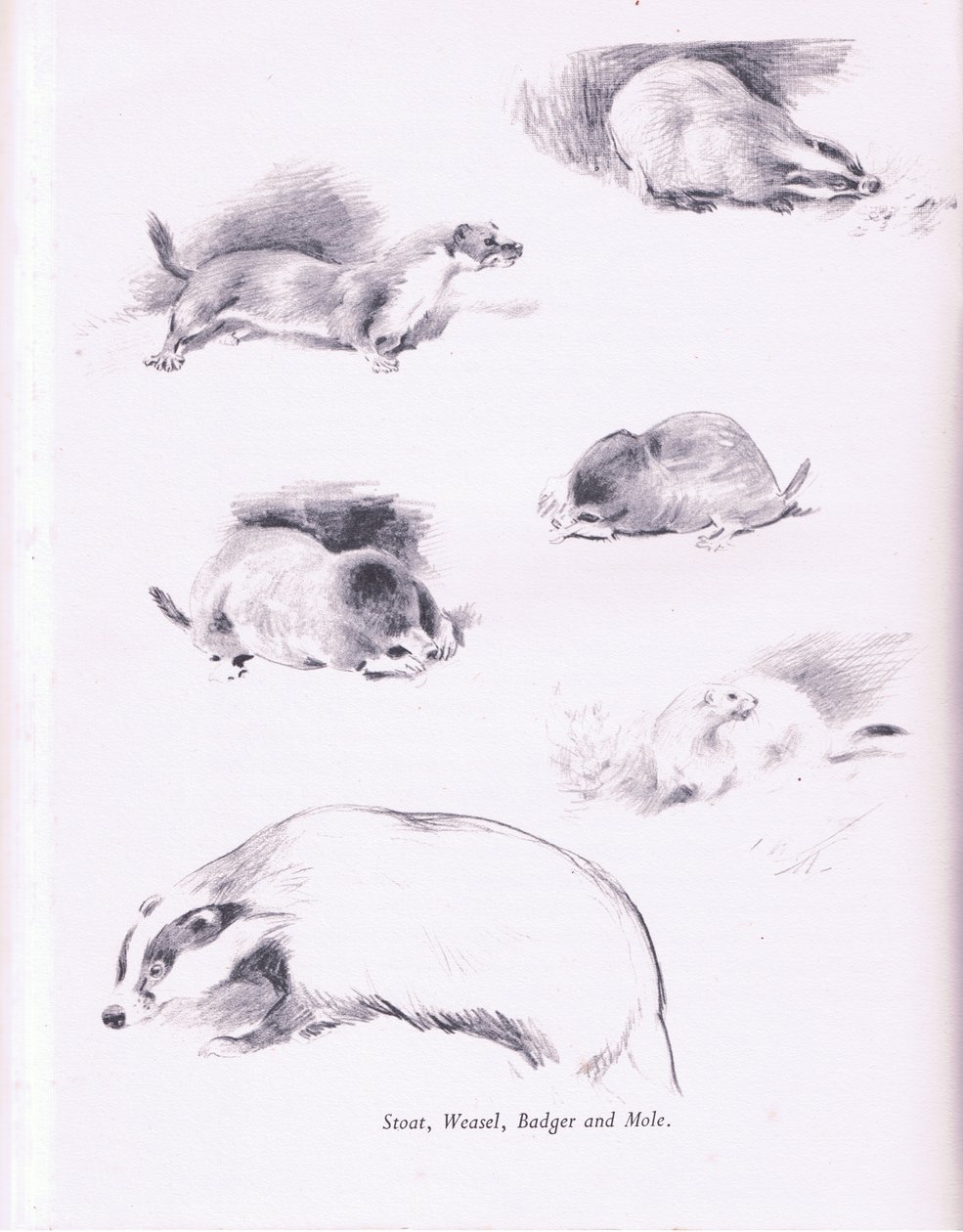 Stoat, Weasel, Badger and Mole by Archibald Thorburn