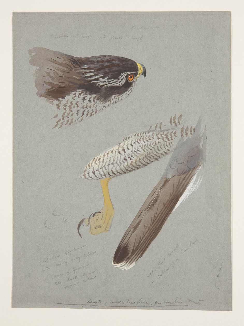 Studies of head, foot and wing of male goshawk, c.1915 by Archibald Thorburn