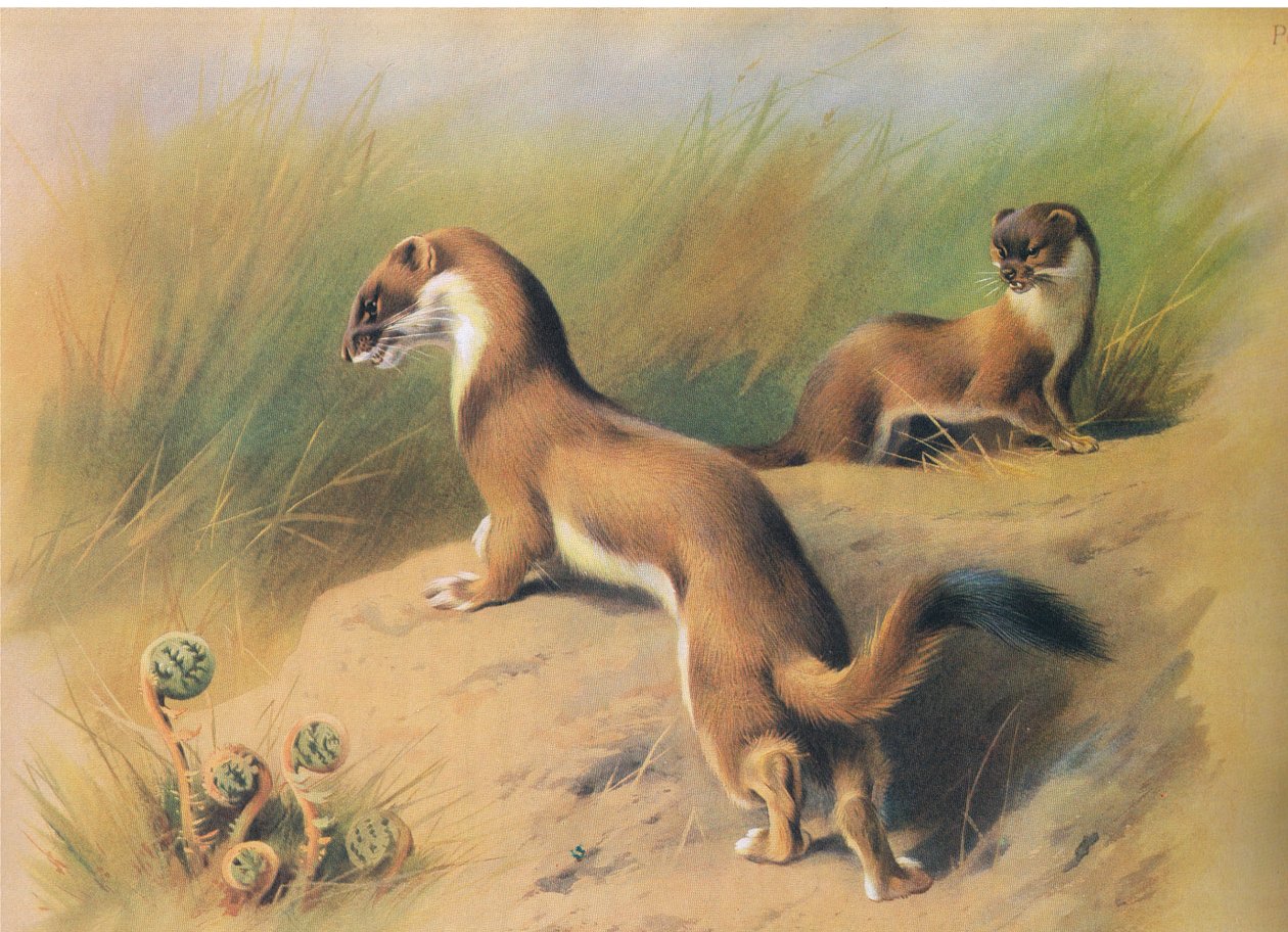 The Stoat, from Thorburn's Mammals by Archibald Thorburn