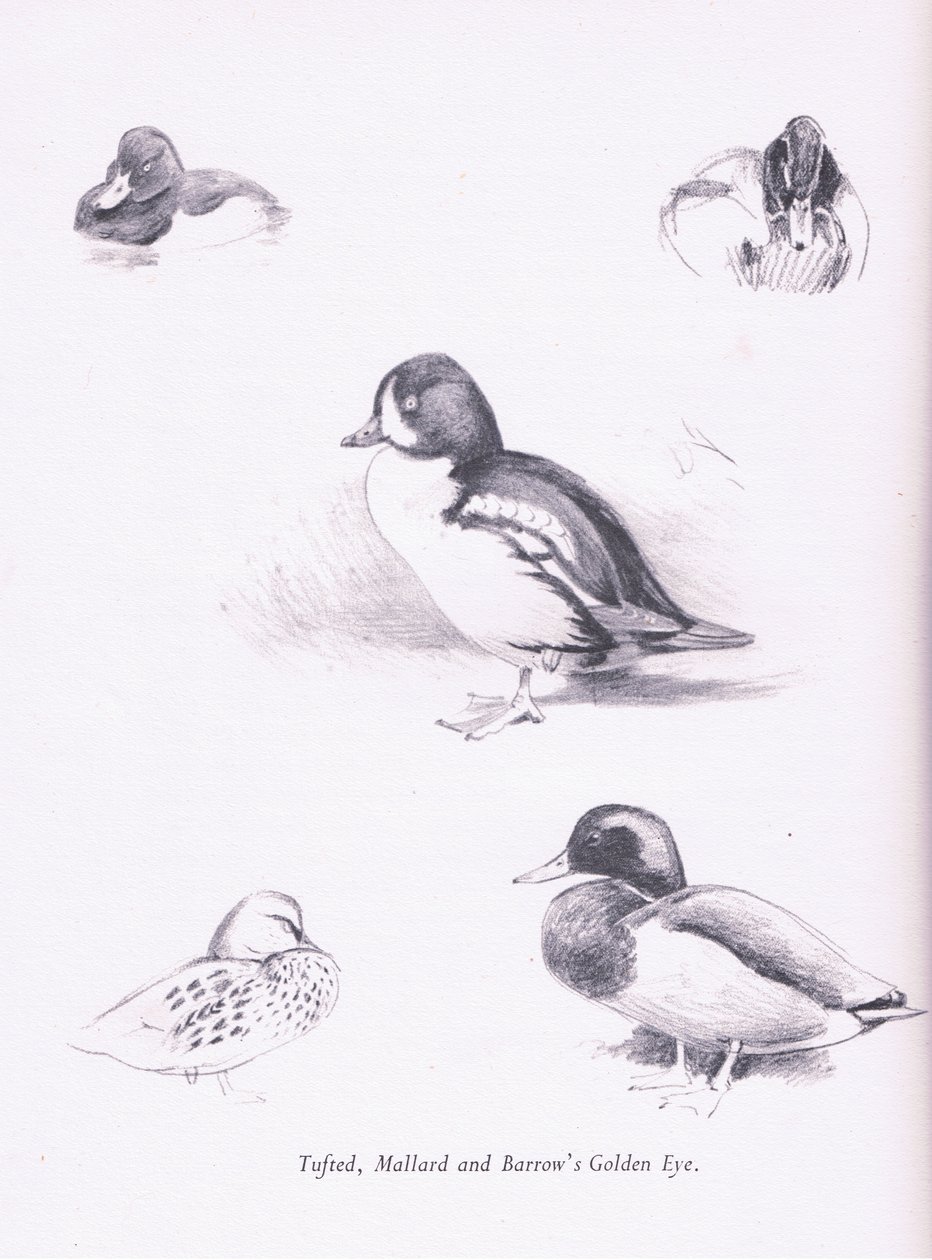 Tufted Ducks, Mallards, Barrows Goldeneye by Archibald Thorburn