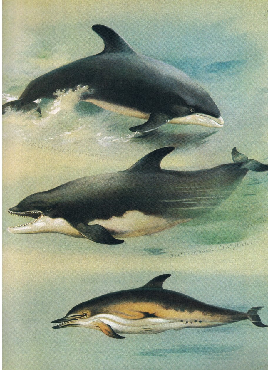 White-Beaked Dolphin, Bottle-Nosed Dolphin and Common Dolphin, from Thorburn