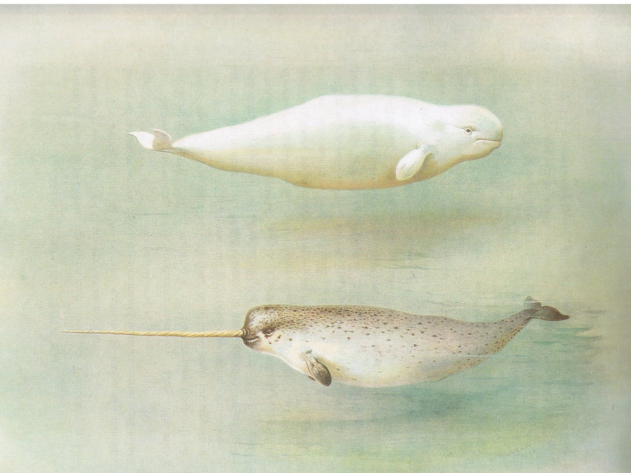 White Whale and Narwhal, from Thorburn