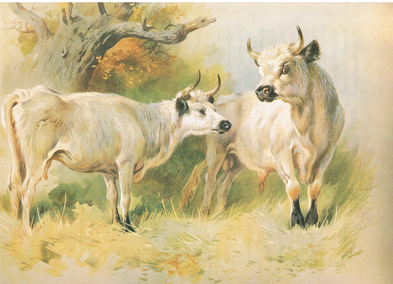 Wild Cattle by Archibald Thorburn